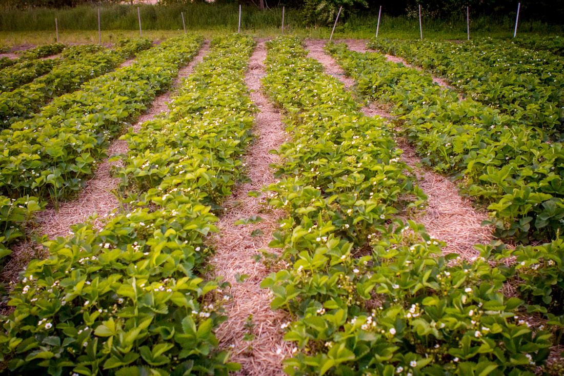 Rows of strawberries at Gingerberry Farm