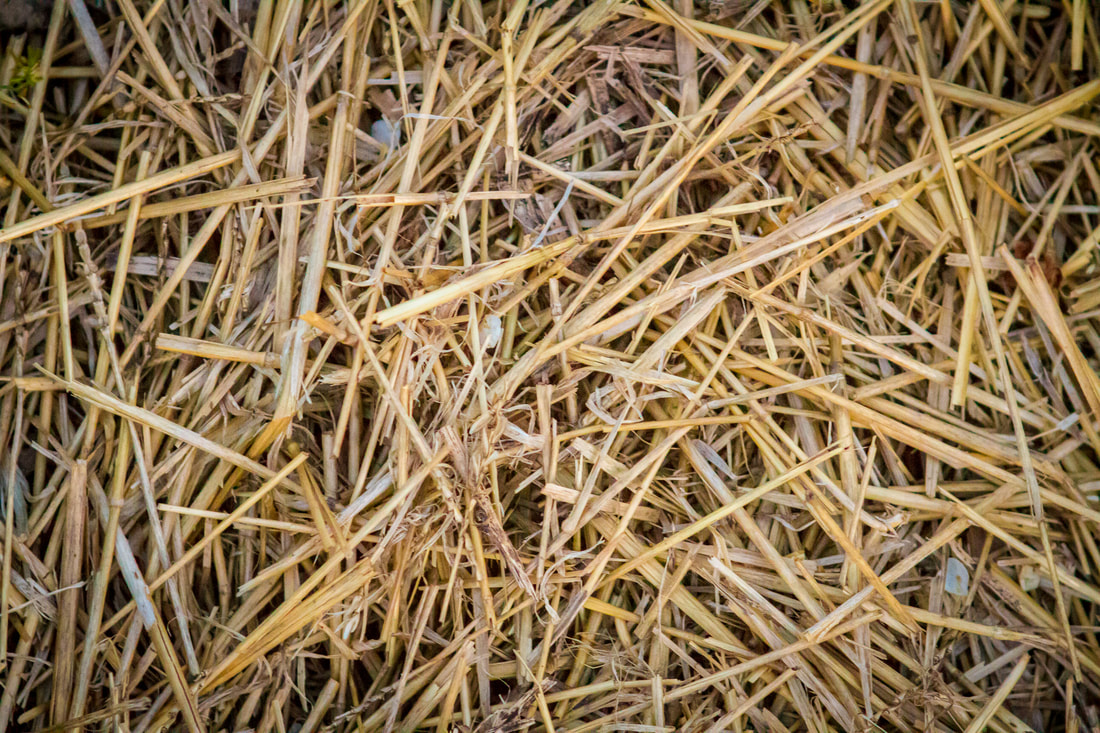 Straw at Gingerberry Farm